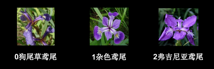 3种鸢尾花